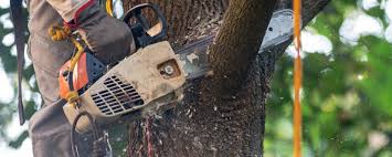 Best Storm Damage Tree Cleanup  in Waverly, VA