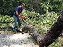 Best Tree Removal  in Waverly, VA