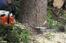 Best Root Management and Removal  in Waverly, VA