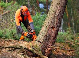 How Our Tree Care Process Works  in  Waverly, VA