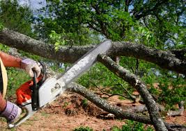 Best Emergency Tree Removal  in Waverly, VA