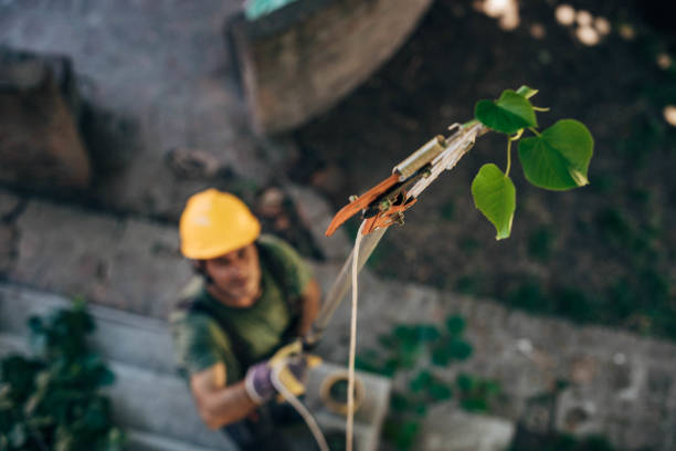 Lawn Watering Services in Waverly, VA