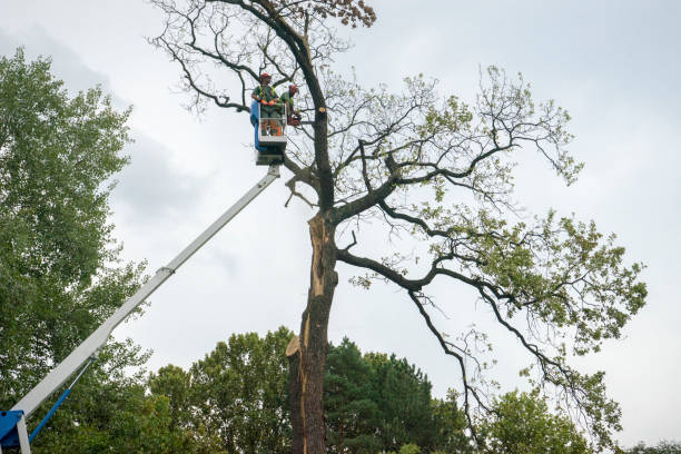 Trusted Waverly, VA Tree Services Experts