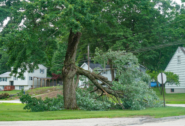 Best Lot and Land Clearing  in Waverly, VA