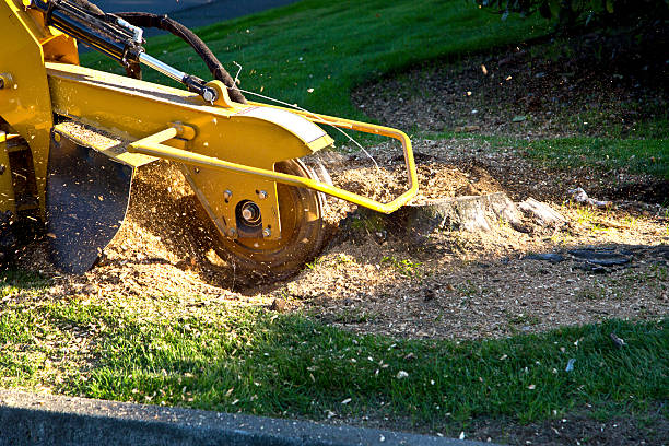 Best Soil Testing and Treatment  in Waverly, VA