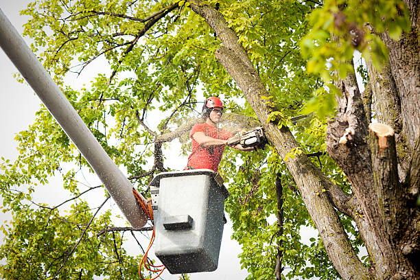 Best Tree Health Inspection  in Waverly, VA