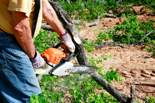 Best Seasonal Cleanup (Spring/Fall)  in Waverly, VA